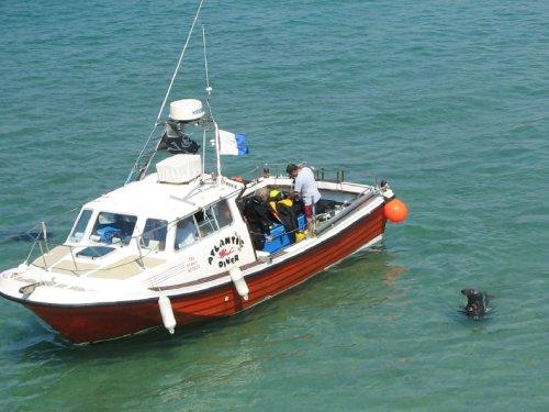 Harbour Seals at Newquay, Cornwall