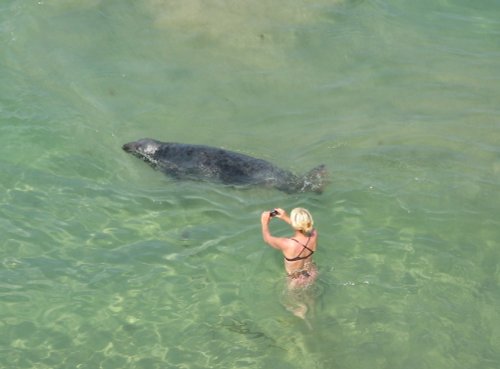 Seal in Newquay Harbour, July 2006. Canon Powershot 400