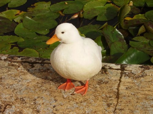 Osborne House & Grounds, Cowes, Isle of Wight