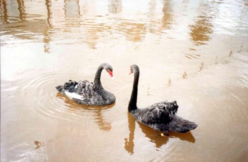 Black Swans, the symbol of the town, on The Brook in Dawlish town centre.