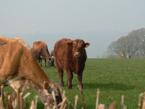 cows being nosey, on the somerset/devon border