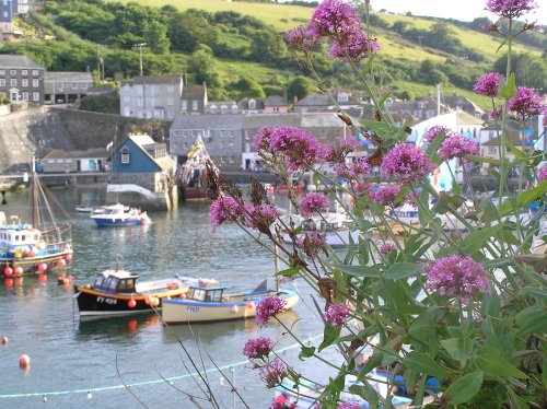 Seen growing on walls all over Cornwall, red valerian is a wild flower, here at Mevagissey