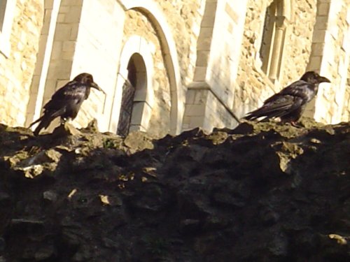The famous ravens inside the tower of London
