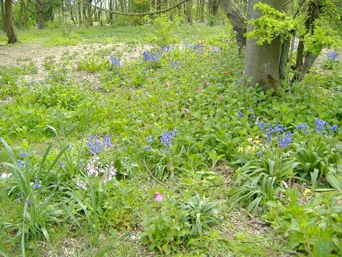 Many colourful wild plants grow amoung the trees on top of Devil's Dyke on the Sussex Downs.
