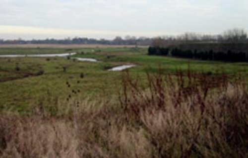 Horsham Marshes, behind Woodruff Close-Upchurch, Kent. Looking towards the River Medway.