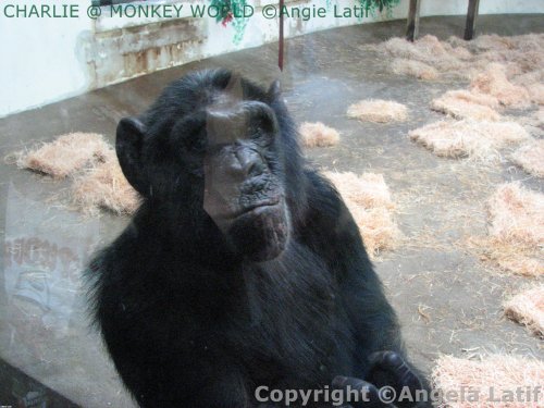 CHARLIE ( EVERYBODY LOVES CHARLIE)@Monkey World Ape Rescue Centre in Wareham Dorset!
