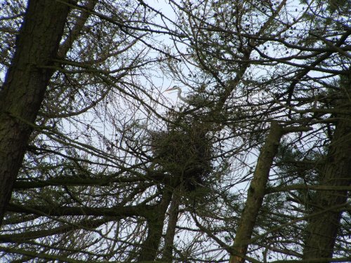 Heron on nest near West Burton, Wensleydale, April 2007