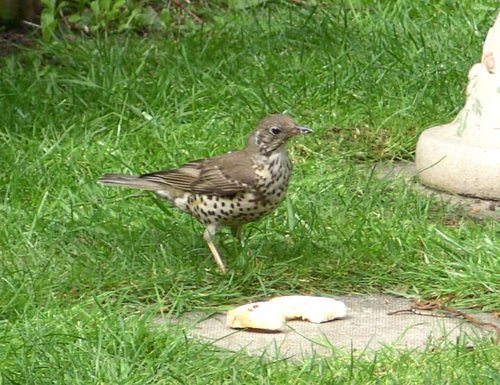 A beautiful Mistle Thrush on my lawn in Worksop, Nottinghamshire