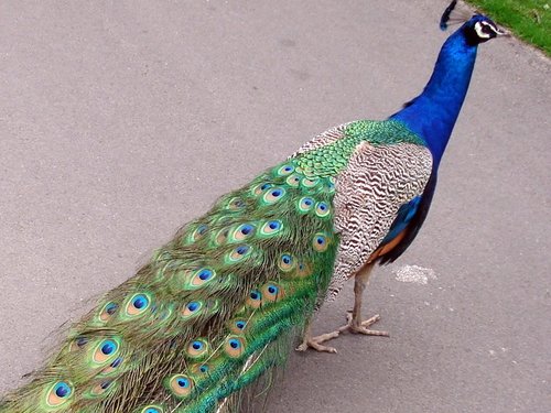 Strolling Peacock,  Leeds Castle, Kent