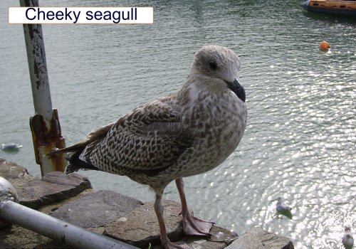 Waiting for a chip,  Ilfracombe in Devon.