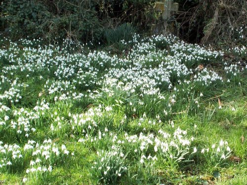 Snowdrops in the churchyard, East Kirkby, Lincolnshire