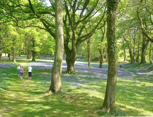 Blackberry Camp, Southleigh, Devon