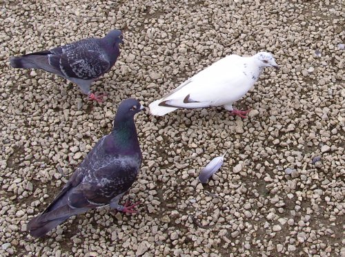 Rother Valley Country Park, South Yorkshire