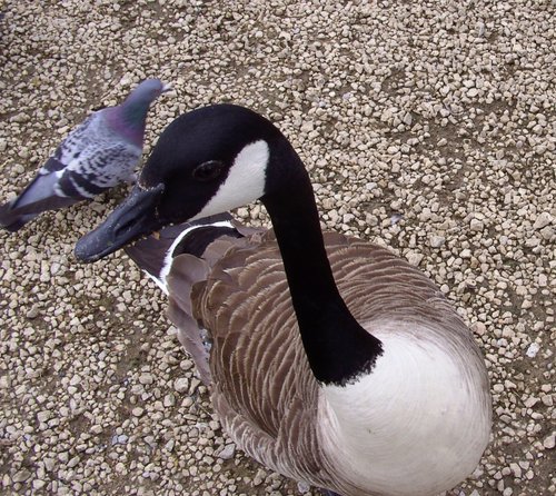 Rother Valley Country Park, South Yorkshire