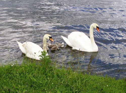 Rother Valley Country Park, South Yorkshire