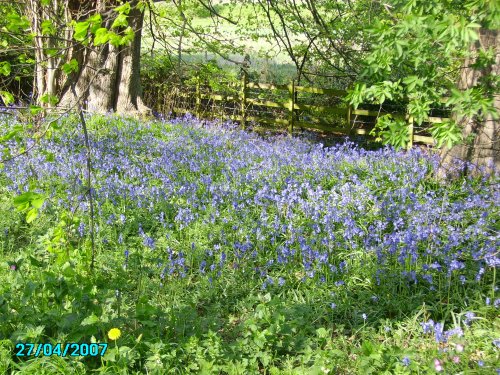 Bluebells in Bevercotes