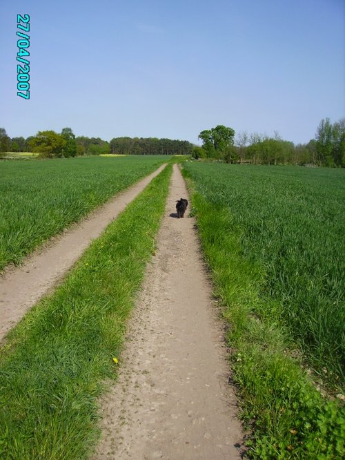 Farmland in Bevercotes, Nottinghamshire