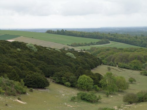 Kingley Vale Nature Reserve, West Sussex