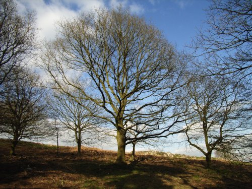 Beacon Hill Country Park, Leicestershire