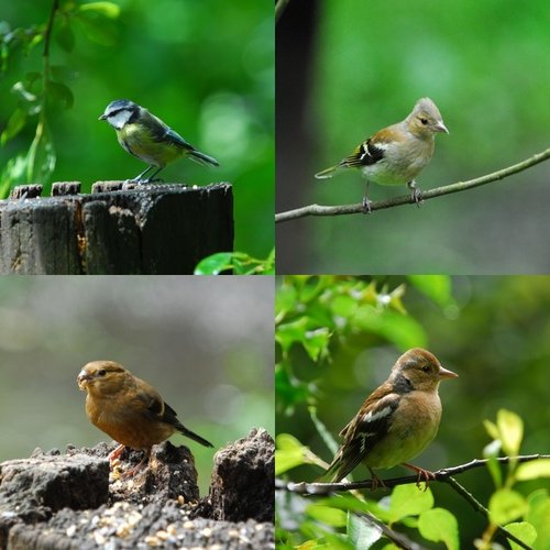 Birds at Pennington Flash