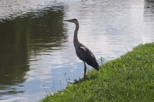 Grey Heron at Alperton