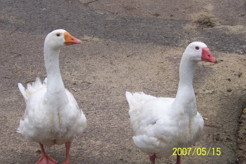 Finchingfield, Essex