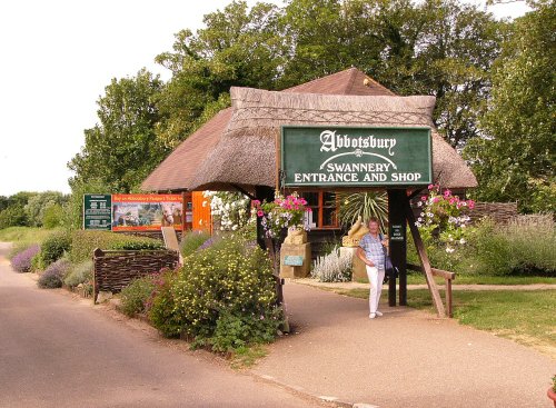 Abbotsbury Swannery
