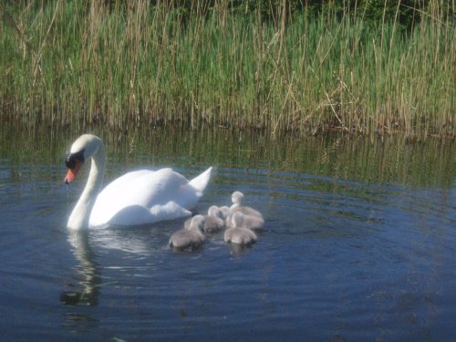 Family day out on Grantham Canal at Gamston
