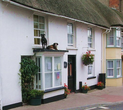 The dog house, Seaton, Devon