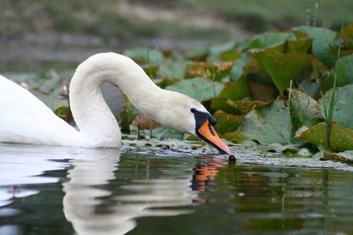Hatchet Pond in the New Forest