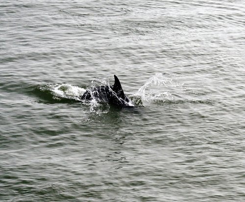 Bottle nosed Dolphin off Canvey Island, Essex