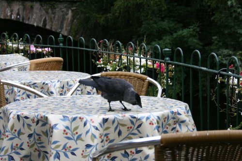 Wildlife in Grasmere, Cumbria