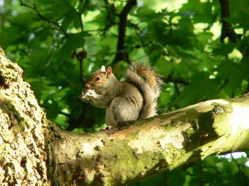 Grey Squirrell in Hyde Park, Kensington, London