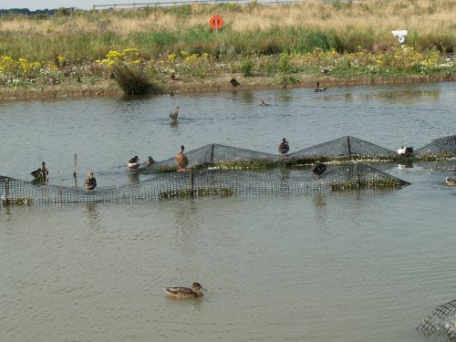 Waters Edge Country Park Ducks