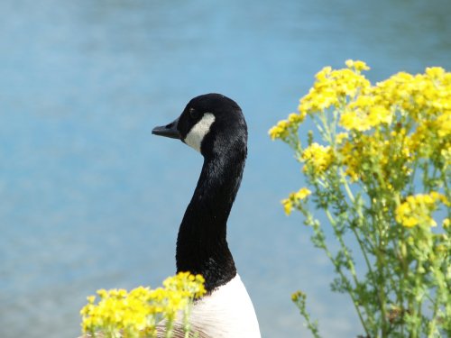 Waters Edge Country Park, Barton upon Humber