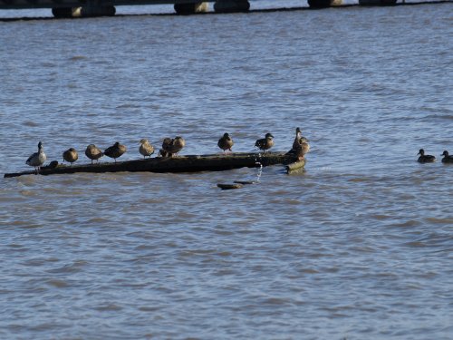 High Tide, New Holland