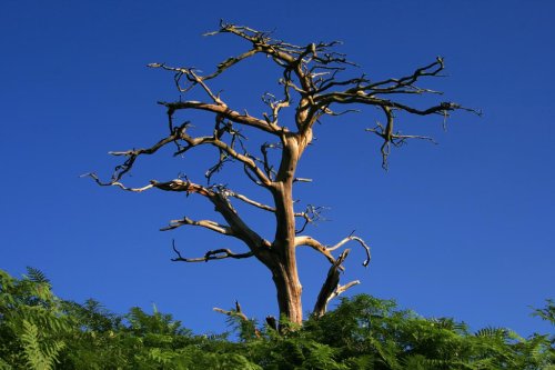 Tree and Ferns near Seven Springs, Cannock Chase