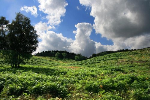 Hills near Seven Springs, Cannock Chase