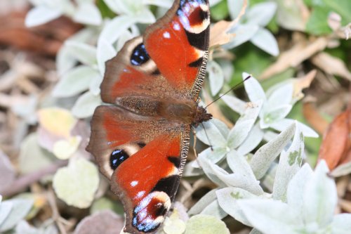 Butterfly catching the sun in Blundeston, Suffolk