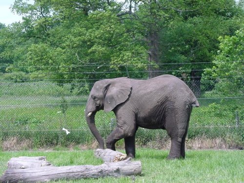 Elephant - West Midland Safari