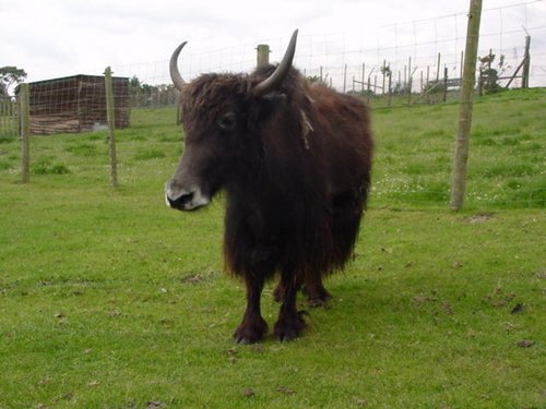 A Yak at West Midlands Safari Park