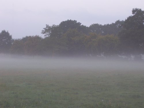 More Wiggy Park mist