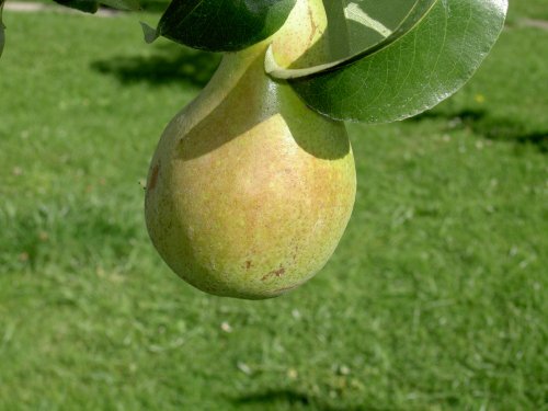 The Pear