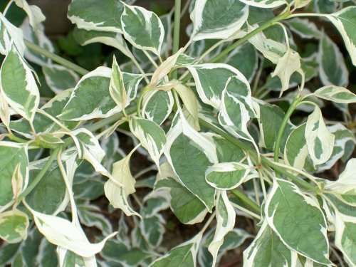 The verigated shrub, Wheatley, Oxfordshire