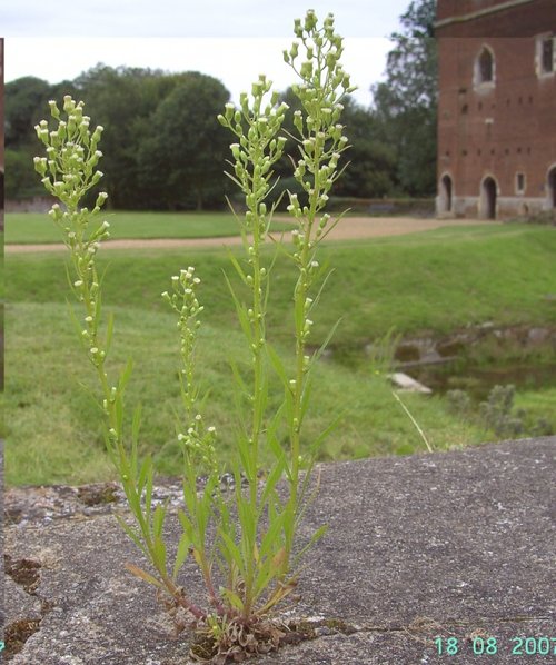 Wild Flower at Tattershall Castle