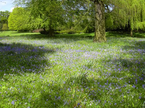 Bluebells (and pink and white) in Belton House grounds in Belton, Lincolnshire
