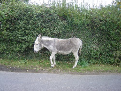 The New Forest (Hampshire)