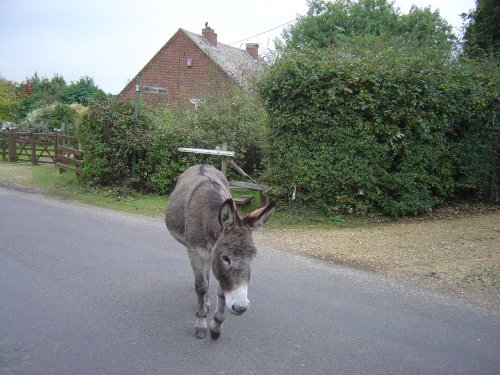 The New Forest (Hampshire)
