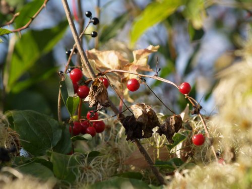Autumn colours, Elsfield near Oxford, Oxfordshire