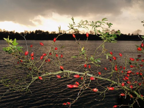 Rosehips by lakeside, Calvert, Buckinghamshire